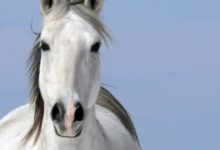 不接不靈！「生肖馬」8月9號有喜，喜鵲枝頭叫，好事要來到-酷播亮新聞