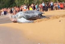 海灘發現地球最大烏龜 身長1.8米重量可達2000斤-酷播亮新聞