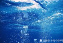 它是霸主，海洋內無生物與它抗衡，捕獵能力無敵-酷播亮新聞