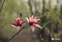 小園留有「素仁」影——有感「素仁格」盆景-酷播亮新聞