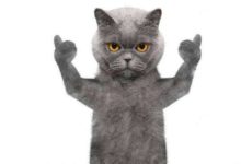 抖音藍貓是什麼梗 抖友覺得非常酷好玩-酷播亮新聞