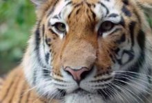 生肖虎出生在那個季節命最好？-酷播亮新聞