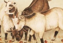 生肖羊厲害了，在8月大放異彩，扶搖直上！-酷播亮新聞