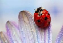 微距攝影作品！小瓢蟲日記-酷播亮新聞
