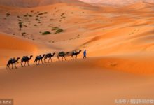 動物們是如何在嚴酷的撒哈拉沙漠生存下來的？（下）-酷播亮新聞