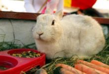 勸你老實點等待，8月7好雙喜臨門，「兔兔」得意-酷播亮新聞