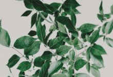 每日壁紙 | 轉運壁紙，讓你好運加倍！-酷播亮新聞