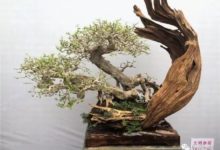 博蘭——海島奇葩，玩家新寵！-酷播亮新聞