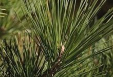 生來就帶有高貴靈魂的幾大生肖，財運如蒼松翠柏一樣四季常青-酷播亮新聞