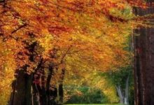 【人像技巧】秋天人像攝影8大技巧-酷播亮新聞