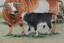 誰的對象是這4個生肖，年底發財有望，混得風生水起，如魚得水-酷播亮新聞