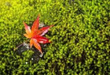 秋天的落葉，這樣拍才驚豔-酷播亮新聞