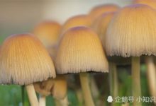 真菌殺蟲劑可能是未來的綠色解決方案？寄生害蟲體內然後吃掉它們-酷播亮新聞