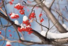 如何姿勢優雅地拍攝雪景？-酷播亮新聞