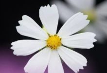 未來7天，運勢大逆襲，鈔票擋不住，躲不過幸福的生肖！-酷播亮新聞