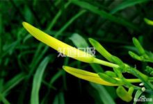 那些秀色可餐的花兒-酷播亮新聞