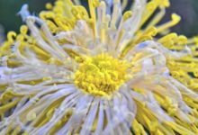 3屬相愁到頭，中秋前後運勢火速上升，財運一馬當先，金銀遍地！-酷播亮新聞