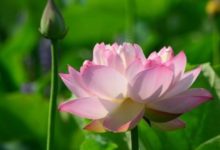 9月底求啥來啥，鐵定要發達的生肖，終於熬出頭，生活羨煞旁人-酷播亮新聞