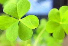 心理學：哪株幸運草能給你帶來好運？測試你最近好運在哪裡？-酷播亮新聞
