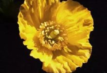 【手機攝影】8個手機拍照技巧，拍出好看的花朵圖片-酷播亮新聞