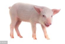 小豬身上這個部位，比燕窩還養人，是女人抗衰老「良藥」！-酷播亮新聞