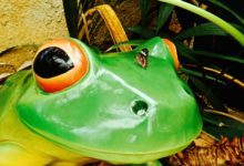 ​悉尼​野生動物園動物攝影集錦：綠青蛙與花蝴蝶的美拍-酷播亮新聞