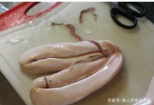 魚有一樣寶貝，女人吃了皮膚更有彈性，抗衰老，可惜多數人不知道-酷播亮新聞