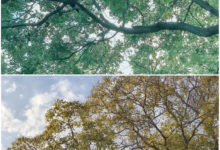 在生活的平凡中發現攝影的不凡-酷播亮新聞