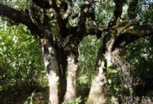 名山名寨之保塘老寨-酷播亮新聞