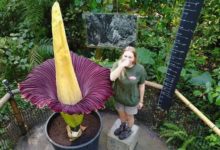 美圖書館「屍花」盛開，遊客蜂擁而至，稱：4年一見再臭也要聞-酷播亮新聞