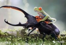 【微距攝影】拍微距，一定要做好這 4 種相機設定！-酷播亮新聞