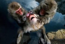 猴生百態，似人模樣-酷播亮新聞