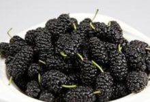 連續吃了3個月桑葚 脫髮竟然減少了？！-酷播亮新聞