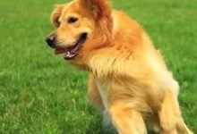 9月下旬好消息「踩爛」門檻，「生肖狗」有意想不到的收穫-酷播亮新聞