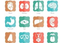 想要長生不老，用新器官換掉老的，不就好了？-酷播亮新聞