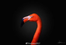 2018富士極致攝影大賽-酷播亮新聞