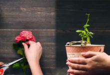 如何讓玫瑰的生命得以延續，那顆圓圓胖胖的可愛馬鈴薯就是解藥。-酷播亮新聞