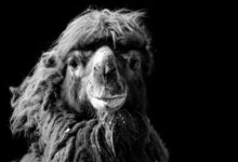 感受黑白灰的魅力：盧卡斯·霍拉斯動物攝影欣賞-酷播亮新聞