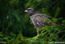 比氏鼯鼠、粉頭鴨……這些流失的物種還能被發現嗎？（上）-酷播亮新聞