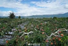 麗江拉市雪桃熟了：果農期盼今秋好年成-酷播亮新聞