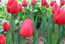 9月份迎大喜，這3生肖被財神爺點名，運勢上上吉！-酷播亮新聞