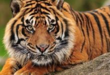 此生不易，何人知，1974年「44歲虎」的未來5年，不是一般的准！-酷播亮新聞