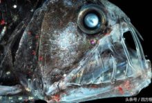 四方框框｜可怕的海洋生物精彩圖集，看過後雞皮疙瘩掉一地-酷播亮新聞