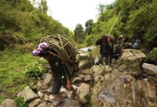 實拍世界最高山上的採蜜人，死亡率極高，原始採蜜技藝即將消亡-酷播亮新聞