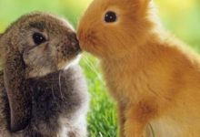 屬兔的人在2019年運勢如何呢？看一下運勢解析吧！-酷播亮新聞