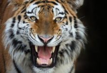 《生肖虎》的財運，方向在哪裡？屬什麼的，可以增加你的財運-酷播亮新聞