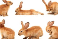 《生肖兔》的財運，方向在哪裡？這4生肖可以增加你的財運-酷播亮新聞