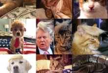 沒品+4chan笑話集：我就對著你的貓擼了，怎麼樣了吧。-酷播亮新聞