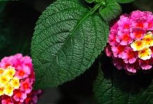 2號起，磨難不再有，一大筆橫財進門，生活越來越美好的生肖-酷播亮新聞