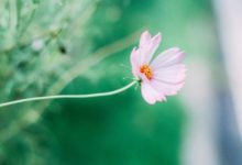 說話陰陽怪氣，喜歡指桑罵槐的生肖-酷播亮新聞